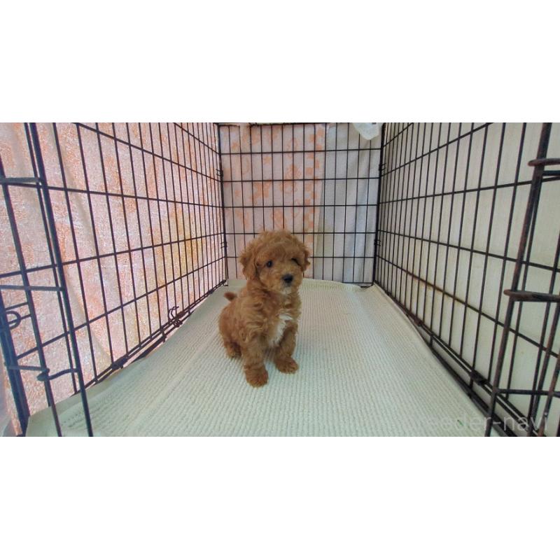 販売中の茨城県のミックス犬-450612の5枚目