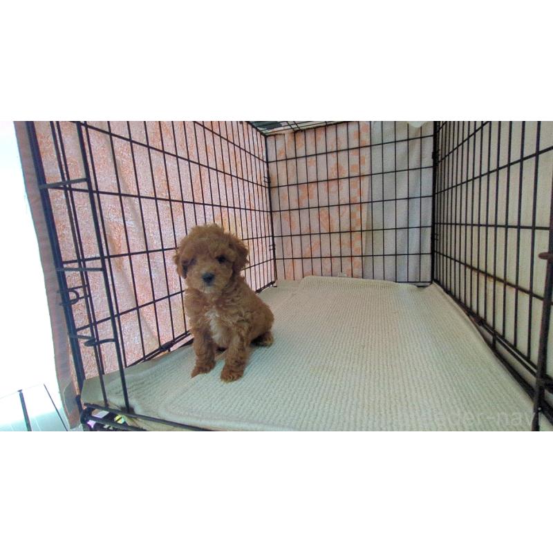 販売中の茨城県のミックス犬-450612の4枚目