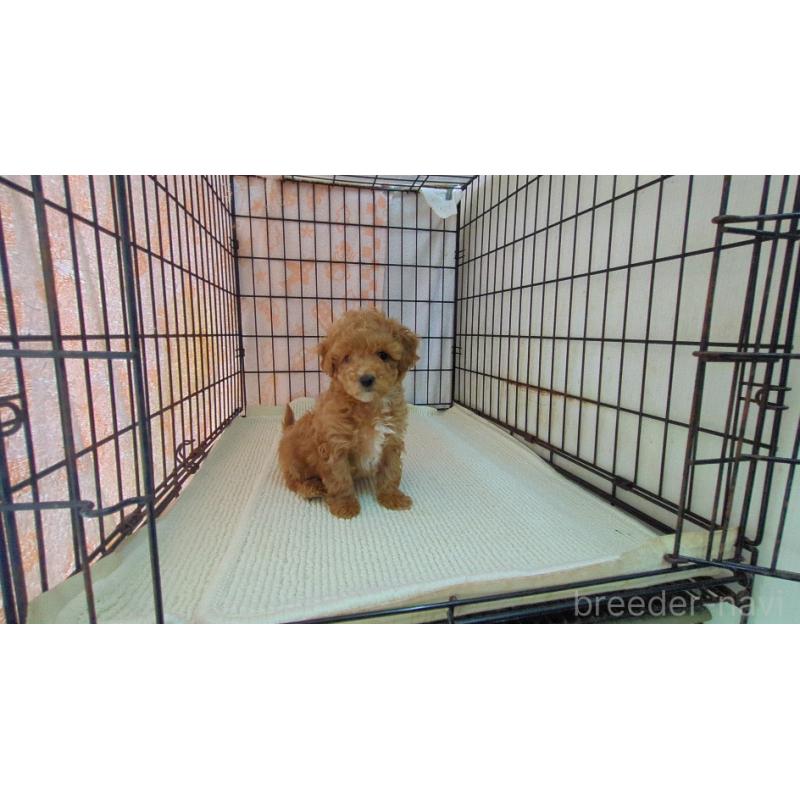 販売中の茨城県のミックス犬-450612の3枚目