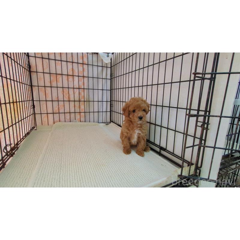 販売中の茨城県のミックス犬-450612の2枚目