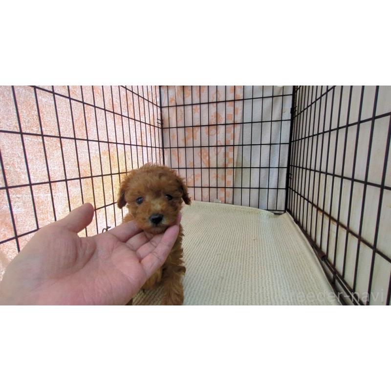 販売中ののミックス犬-447473