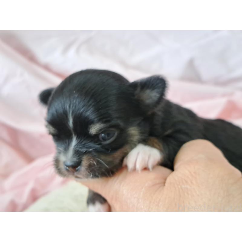 販売中の愛知県のチワワ(ロングコート)-450613の6枚目