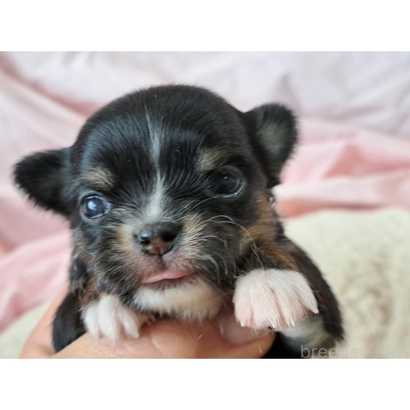 販売中の愛知県のチワワ(ロングコート)-450613の5枚目