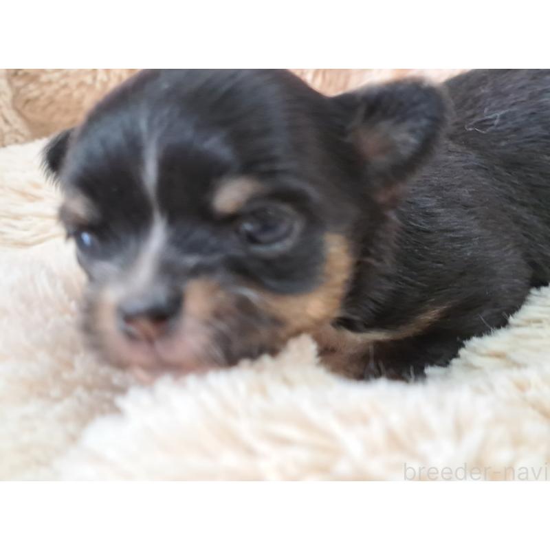 販売中の愛知県のチワワ(ロングコート)-450613の4枚目