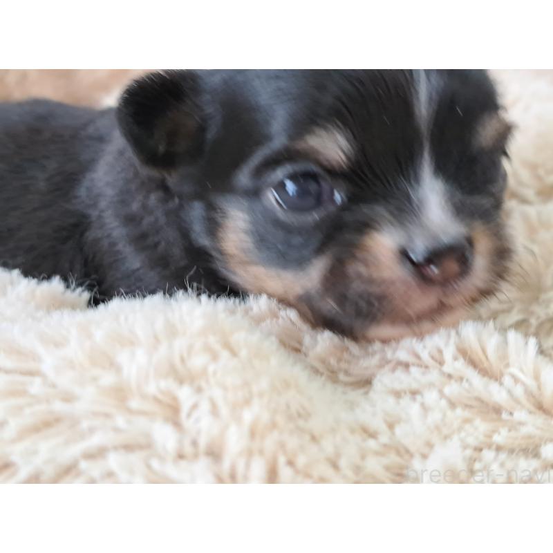 販売中の愛知県のチワワ(ロングコート)-450613の3枚目