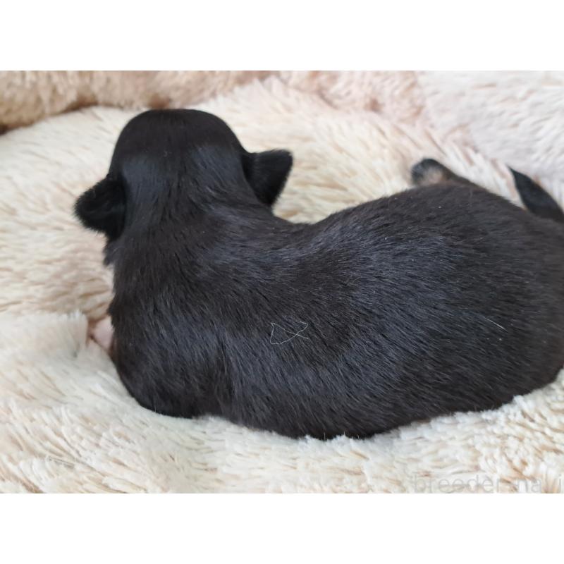 販売中の愛知県のチワワ(ロングコート)-450613の2枚目