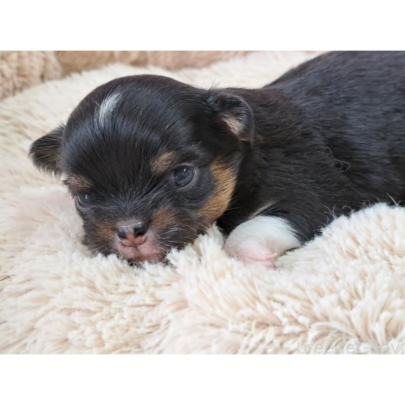 販売中の愛知県のチワワ(ロングコート)-450614の5枚目