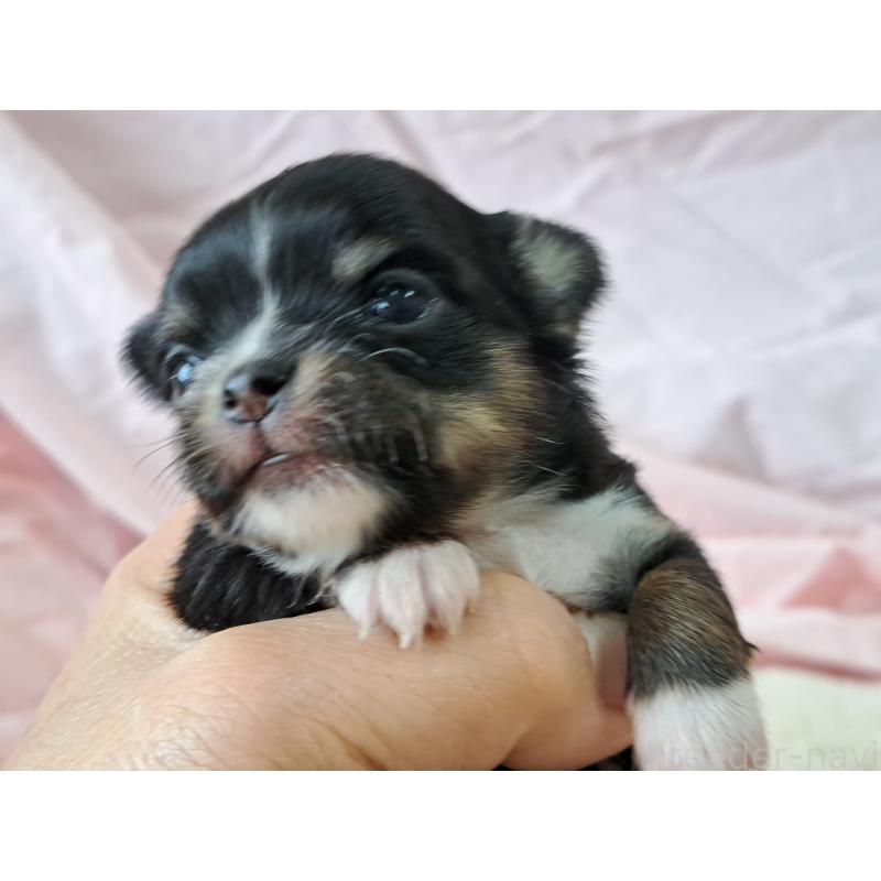 販売中の愛知県のチワワ(ロングコート)-450614の4枚目