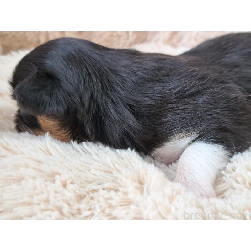 販売中の愛知県のチワワ(ロングコート)-450614の3枚目