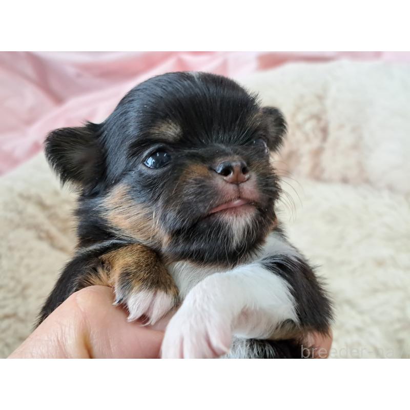 販売中の愛知県のチワワ(ロングコート)-450614の2枚目