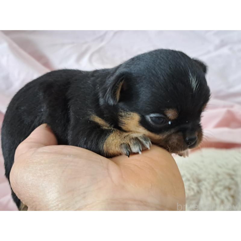 販売中の愛知県のチワワ(ロングコート)-450616の7枚目