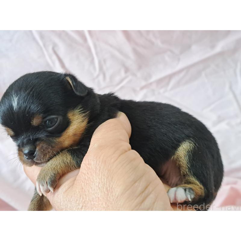 販売中の愛知県のチワワ(ロングコート)-450616の5枚目