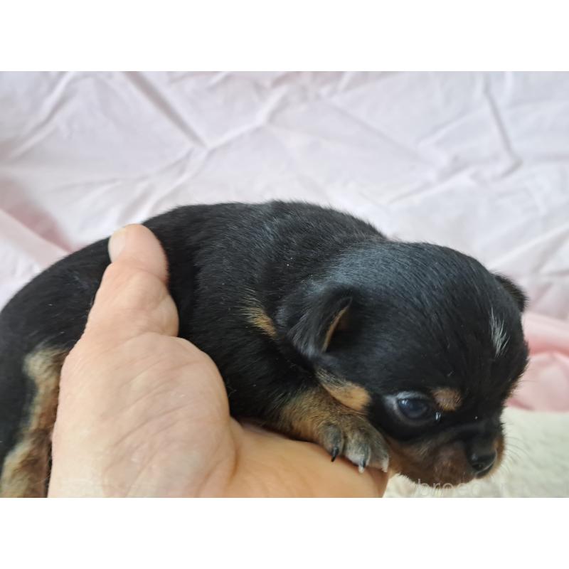 販売中の愛知県のチワワ(ロングコート)-450616の4枚目