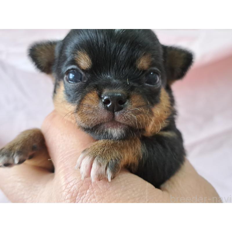 販売中の愛知県のチワワ(ロングコート)-450616の3枚目