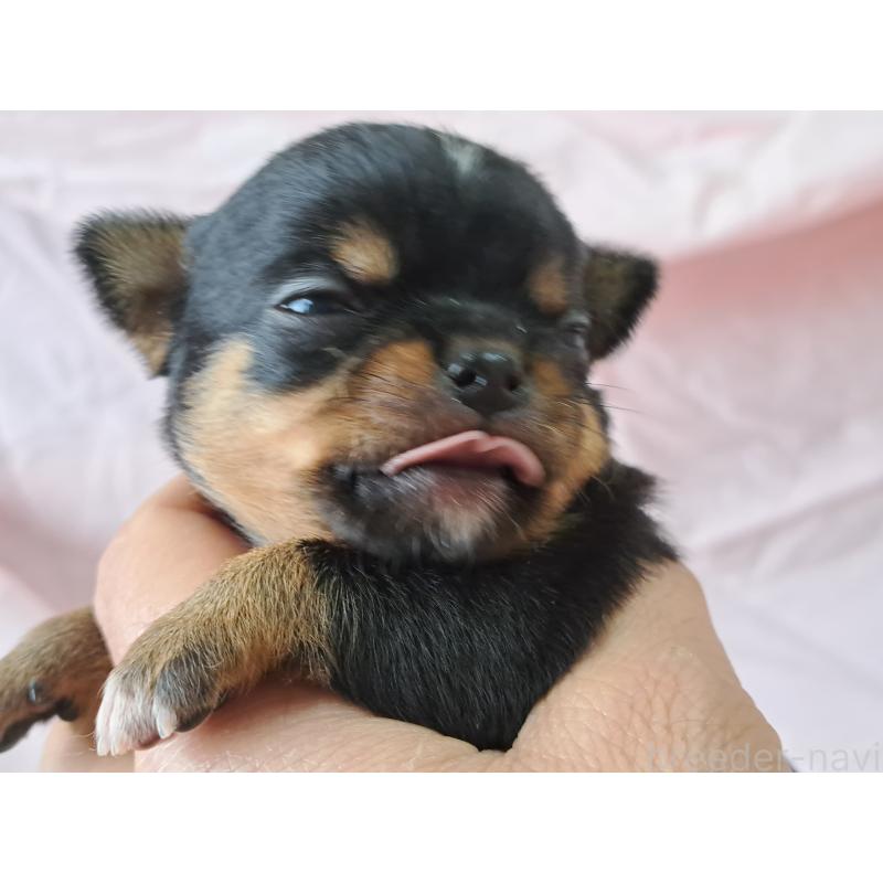 販売中の愛知県のチワワ(ロングコート)-450616の2枚目