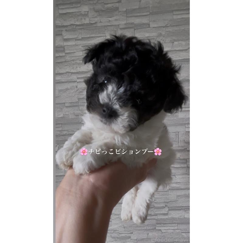 販売中の愛媛県のミックス犬-450619