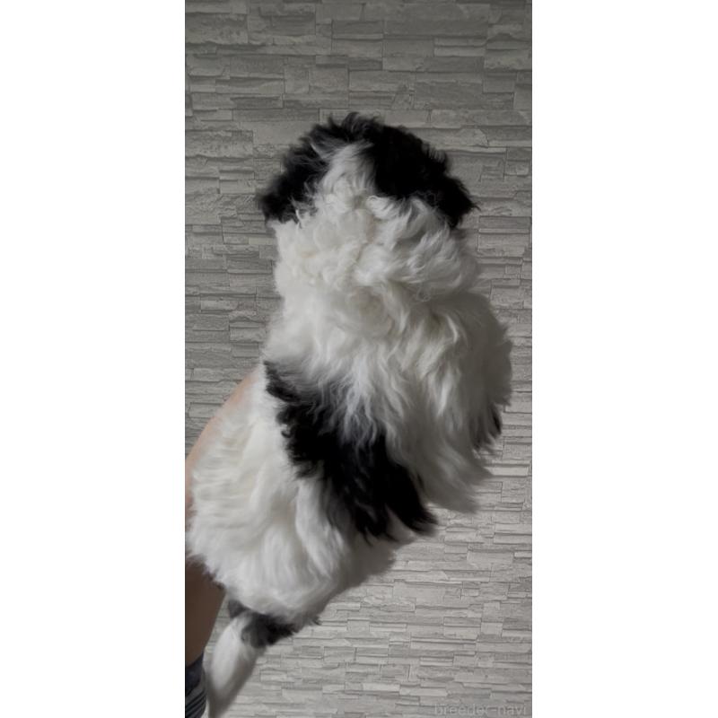 販売中の愛媛県のミックス犬-450619の2枚目