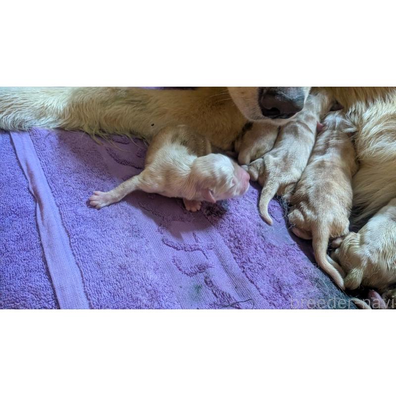 販売中の熊本県のゴールデンレトリーバー-450622の2枚目