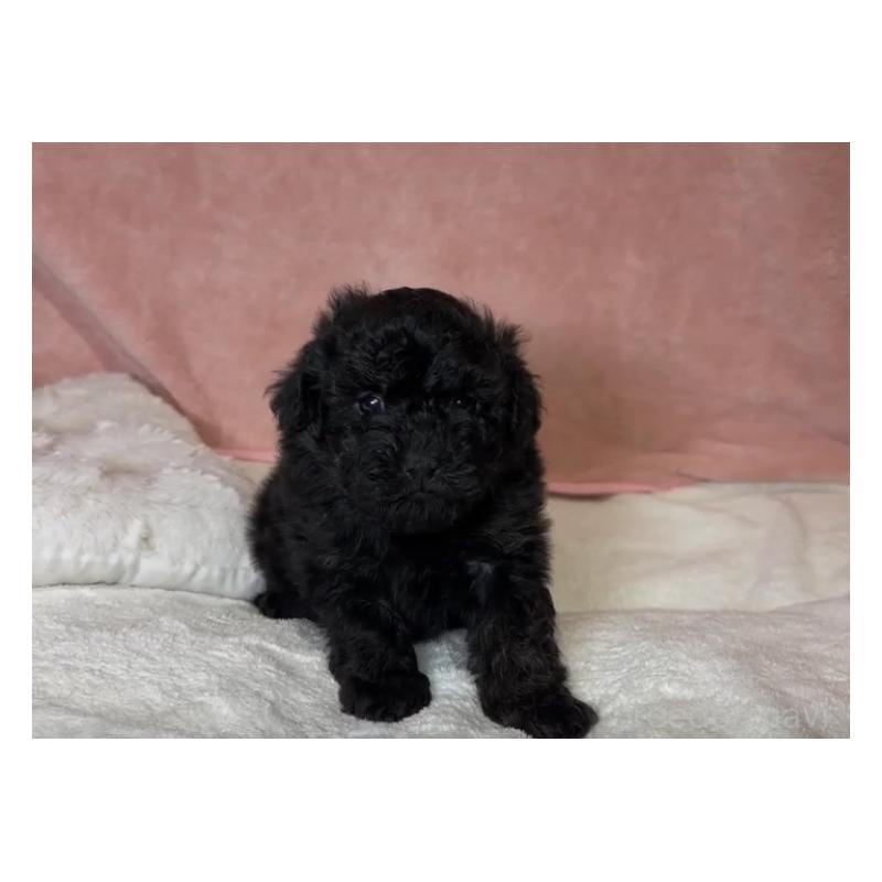 販売中の大阪府のトイプードル-450623の1枚目