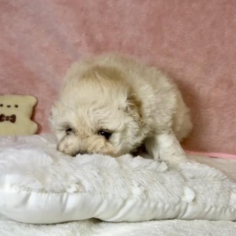 販売中の大阪府のトイプードル-450625