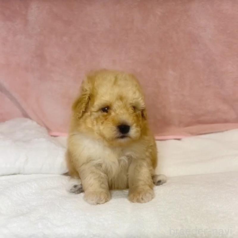 販売中の大阪府のトイプードル-450626