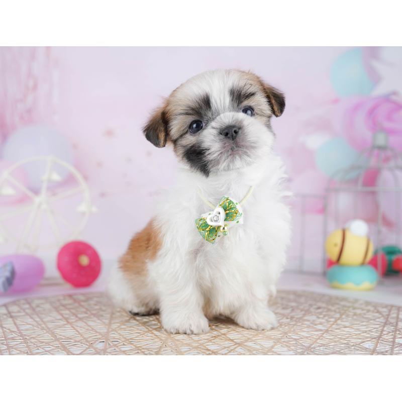 販売中の東京都のマルシーズー:マルチーズ×シーズー-450635の3枚目