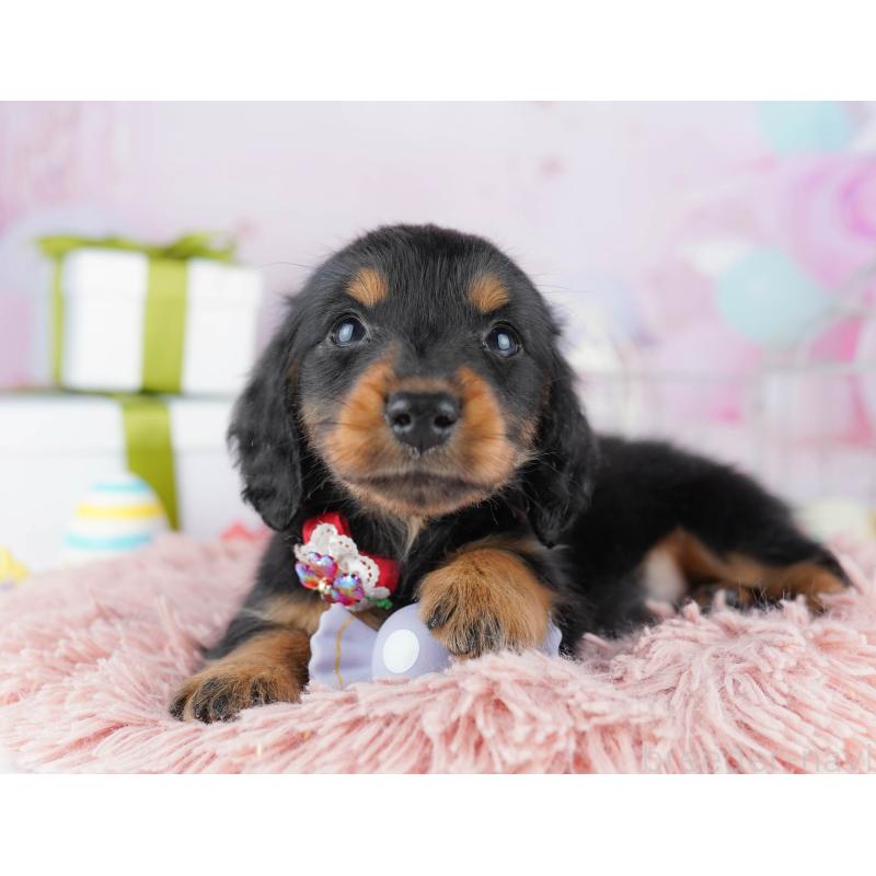 販売中の東京都のミニチュアダックスフンド(ロングヘアード)-450636の5枚目