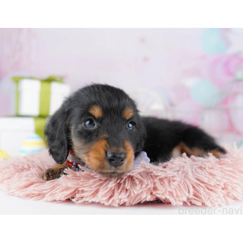 販売中の東京都のミニチュアダックスフンド(ロングヘアード)-450636の4枚目