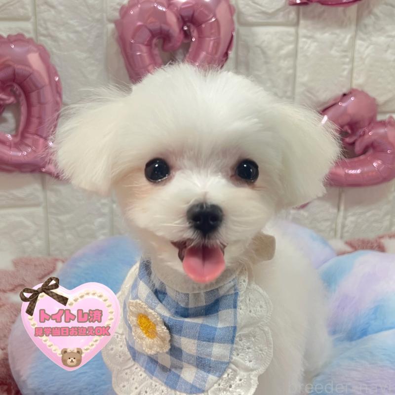 販売中の茨城県のマルチーズ-431969