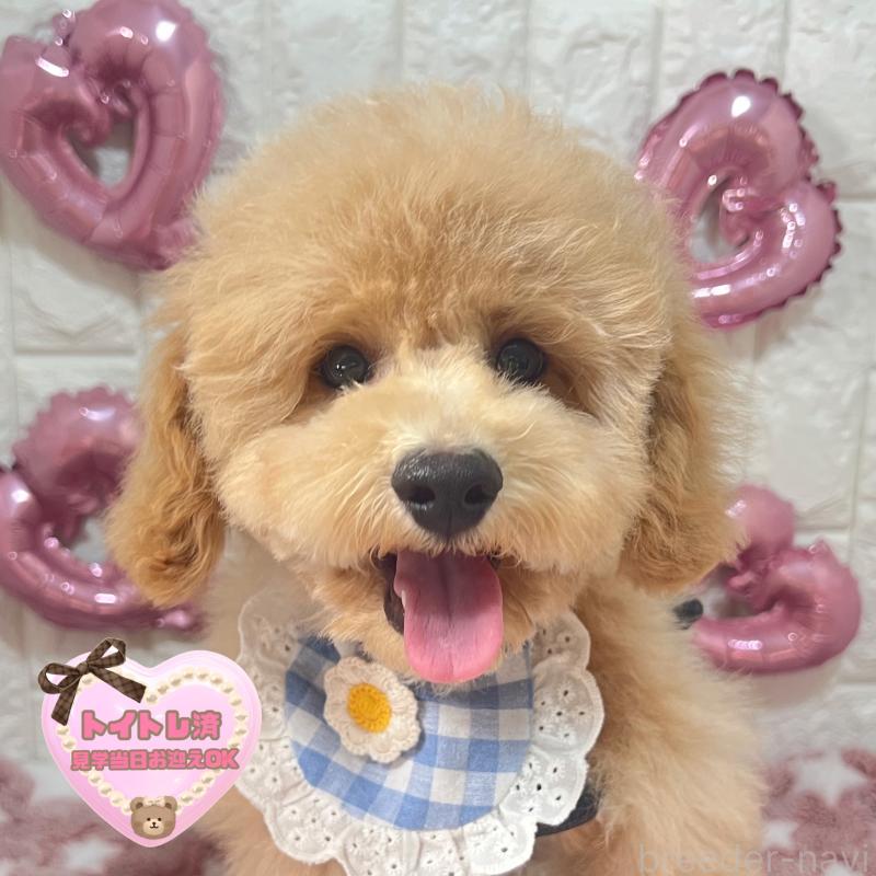 販売中の茨城県のビションプー:ビションフリーゼ×トイプードル-428272