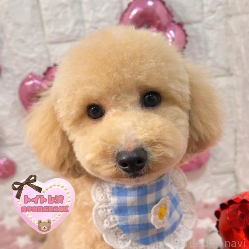 販売中の茨城県のビションプー:ビションフリーゼ×トイプードル-428284