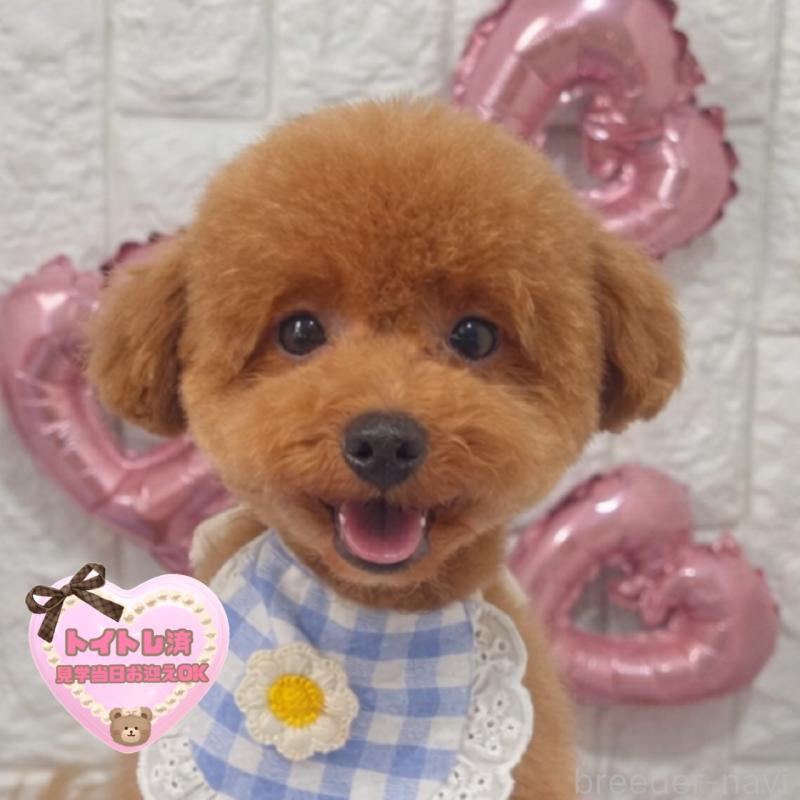 販売中の茨城県のビションプー:ビションフリーゼ×トイプードル-428283