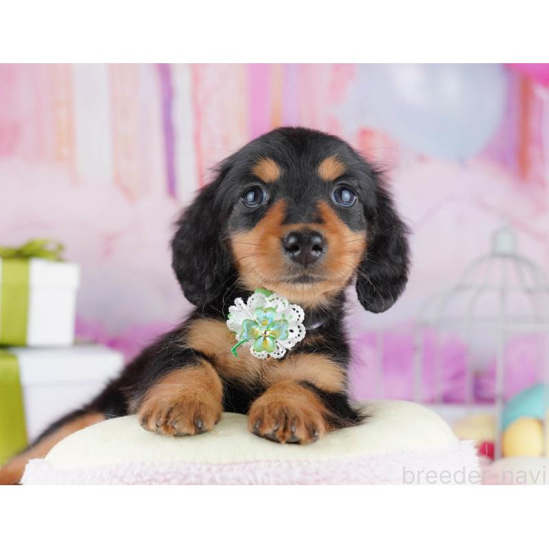 販売中の東京都のミニチュアダックスフンド(ロングヘアード)-450637