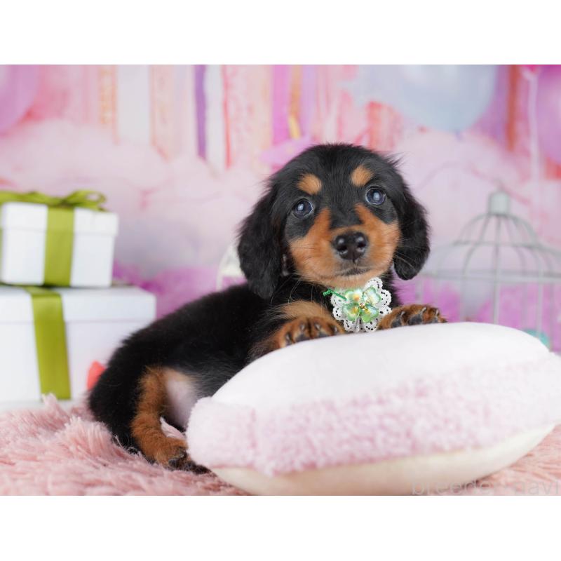 販売中の東京都のミニチュアダックスフンド(ロングヘアード)-450637の5枚目