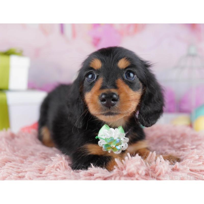 販売中の東京都のミニチュアダックスフンド(ロングヘアード)-450637の4枚目