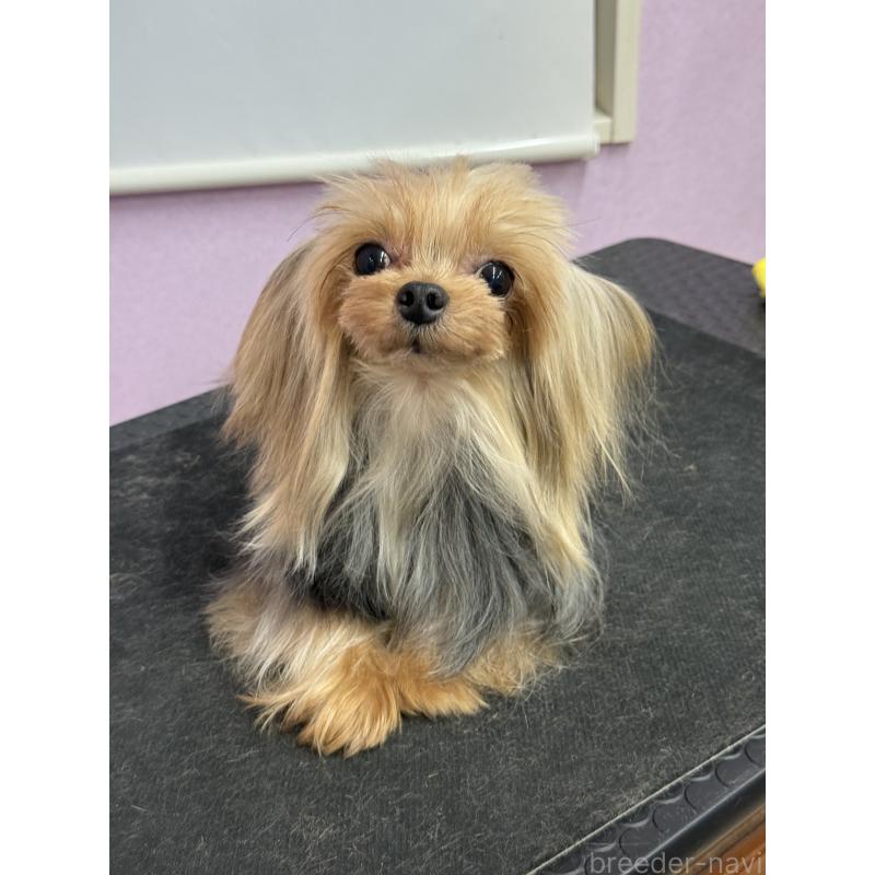 販売中の富山県のヨークシャーテリア-450638の3枚目