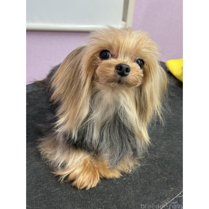 販売中の富山県のヨークシャーテリア-450638の2枚目