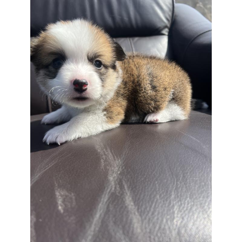 販売中の静岡県のウェルシュコーギーペンブローク-450639の6枚目