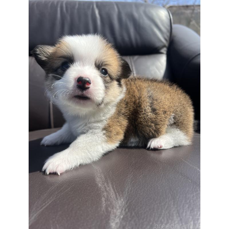 販売中の静岡県のウェルシュコーギーペンブローク-450639の5枚目