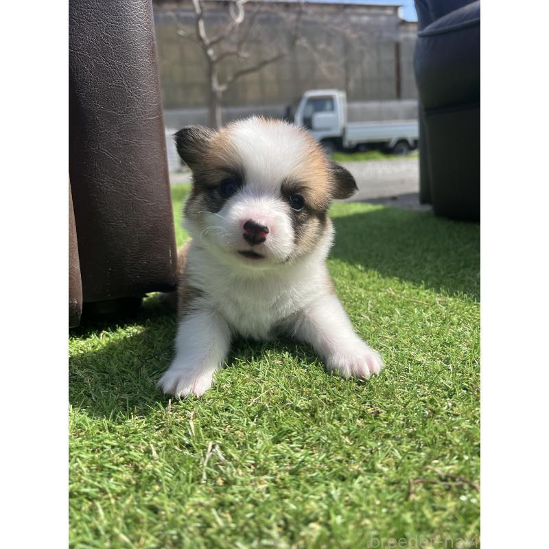 販売中の静岡県のウェルシュコーギーペンブローク-450639の4枚目