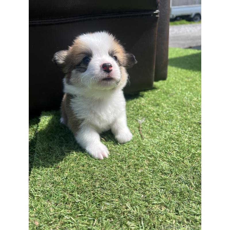 販売中の静岡県のウェルシュコーギーペンブローク-450639の3枚目