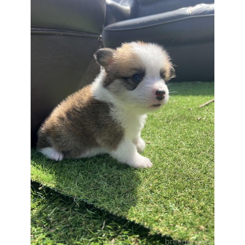 販売中の静岡県のウェルシュコーギーペンブローク-450639の2枚目