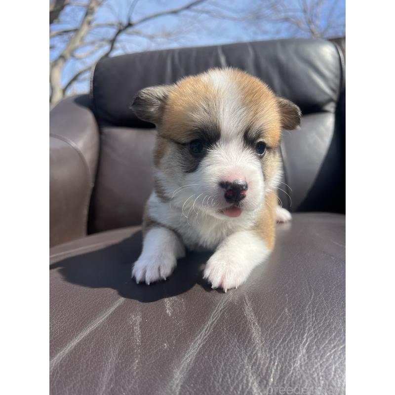 販売中の静岡県のウェルシュコーギーペンブローク-450640の7枚目