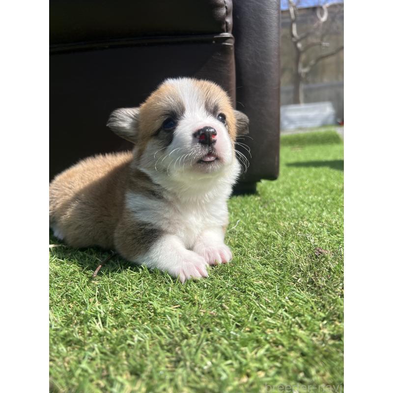 販売中の静岡県のウェルシュコーギーペンブローク-450640の6枚目