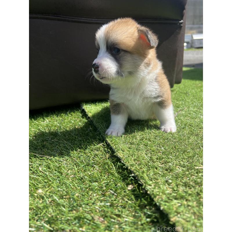 販売中の静岡県のウェルシュコーギーペンブローク-450640の5枚目