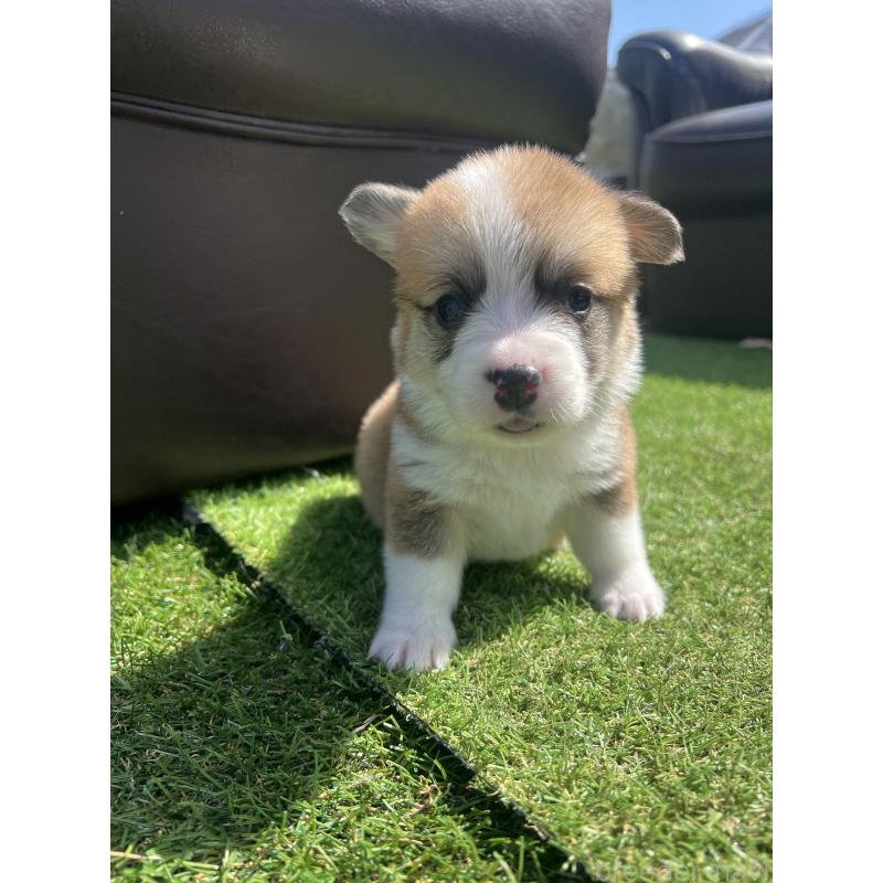 販売中の静岡県のウェルシュコーギーペンブローク-450640の4枚目