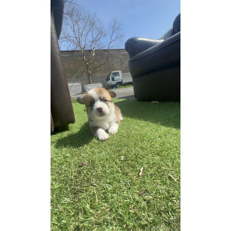 販売中の静岡県のウェルシュコーギーペンブローク-450640の3枚目