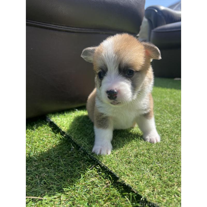 販売中の静岡県のウェルシュコーギーペンブローク-450640の2枚目