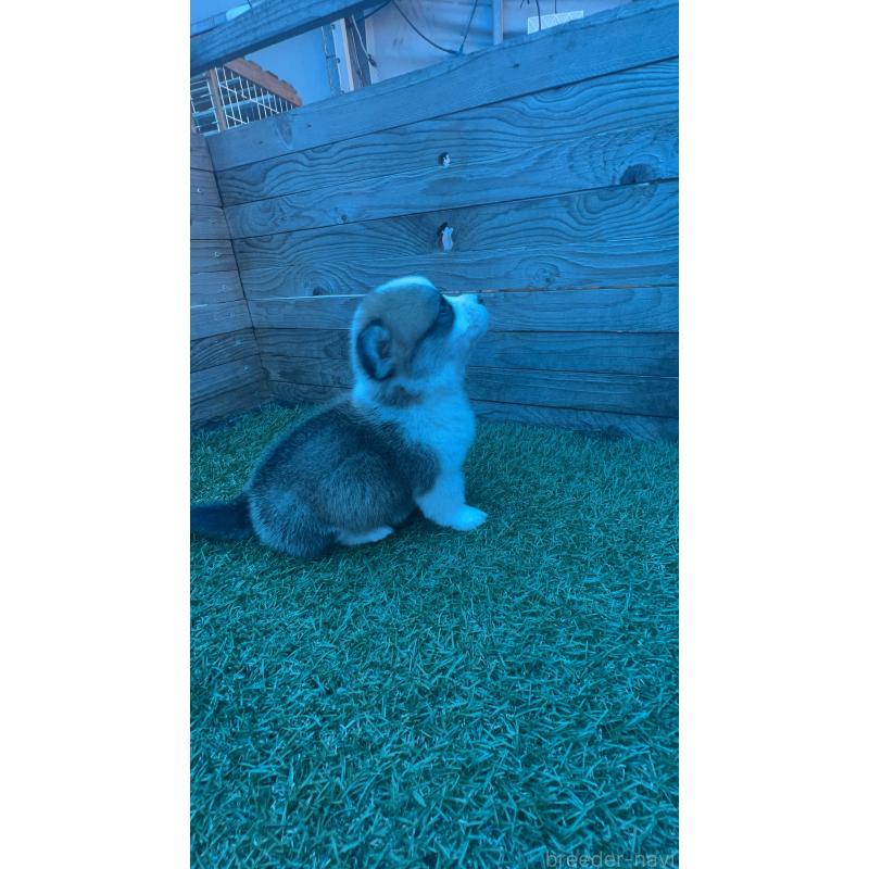 販売中の静岡県のウェルシュコーギーペンブローク-450642の9枚目