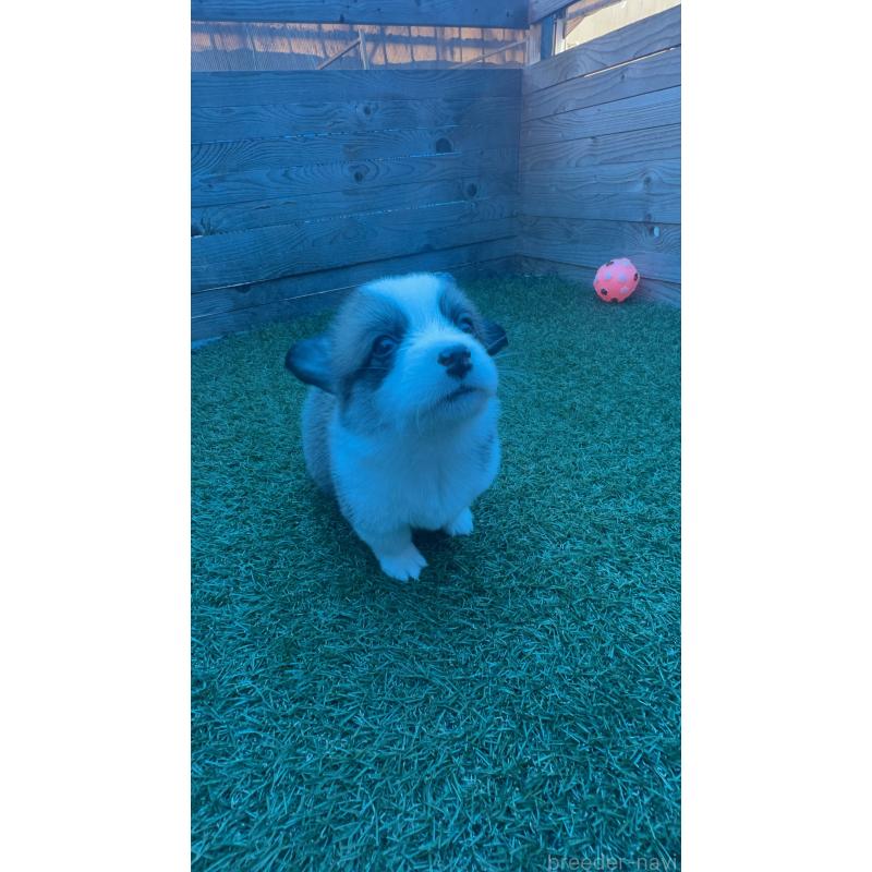 販売中の静岡県のウェルシュコーギーペンブローク-450642の8枚目